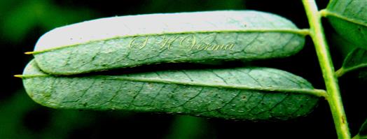  Leaflets-Abaxial view